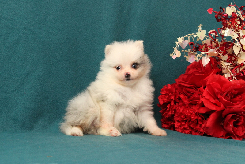 puppy, for, sale, Pomeranian, Matthew B. Stoltzfus, dog, breeder, Gap, PA, dog-breeder, puppy-for-sale, forsale, nearby, find, puppyfind, locator, puppylocator, aca